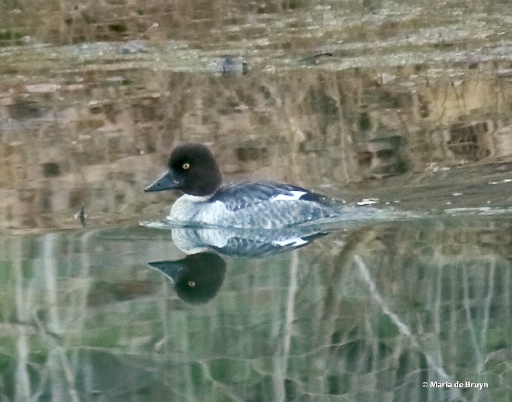 Common Goldeneye - ML137375531