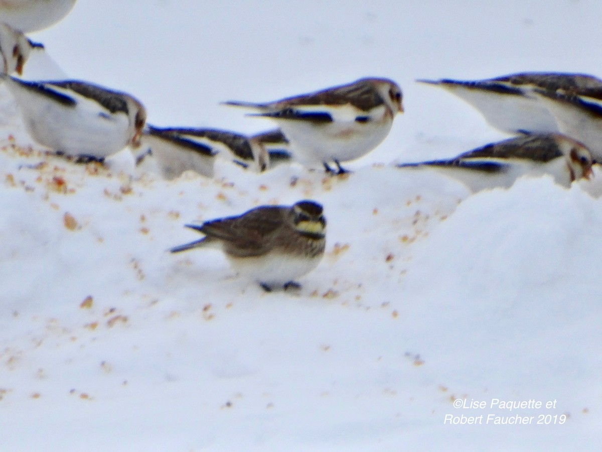 Horned Lark - ML137376131