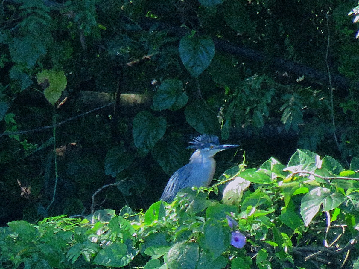 Striated Heron (South American) - ML137379041