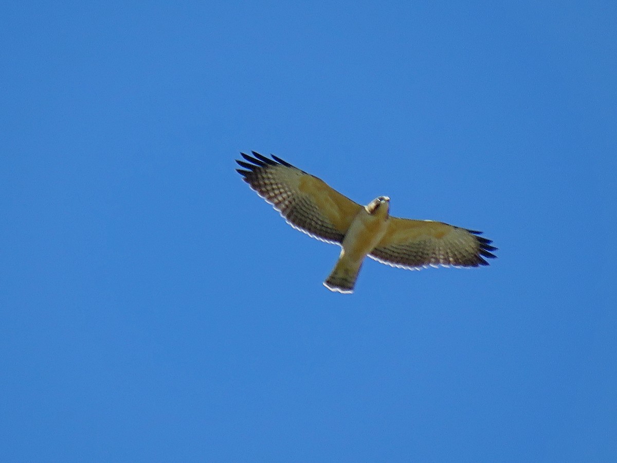 Short-tailed Hawk - ML137379951