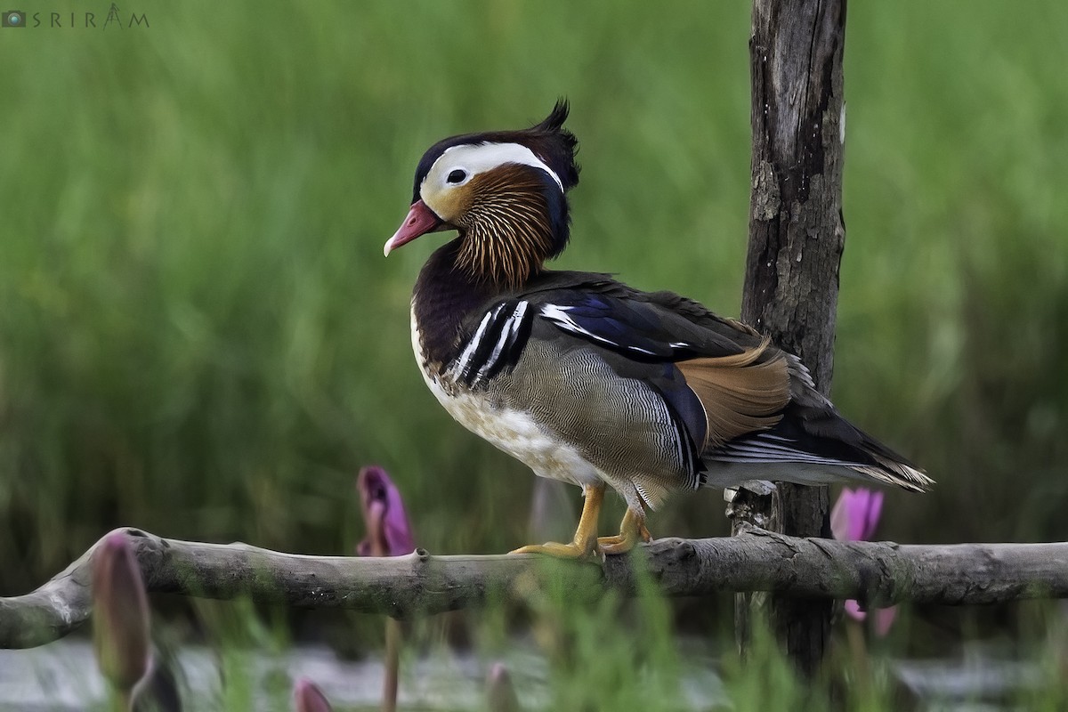 Mandarin Duck - Sriram Reddy