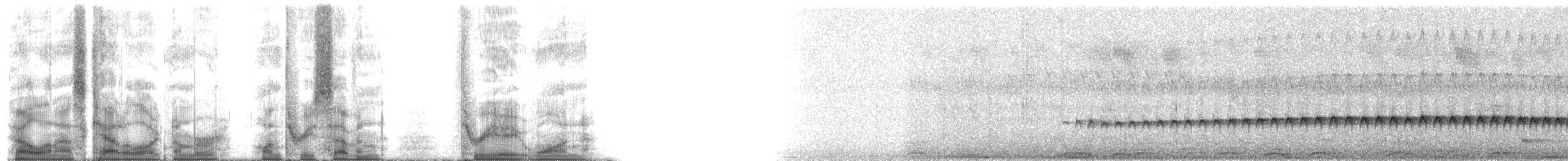 Perlenmantel-Ameisenwürger - ML137381