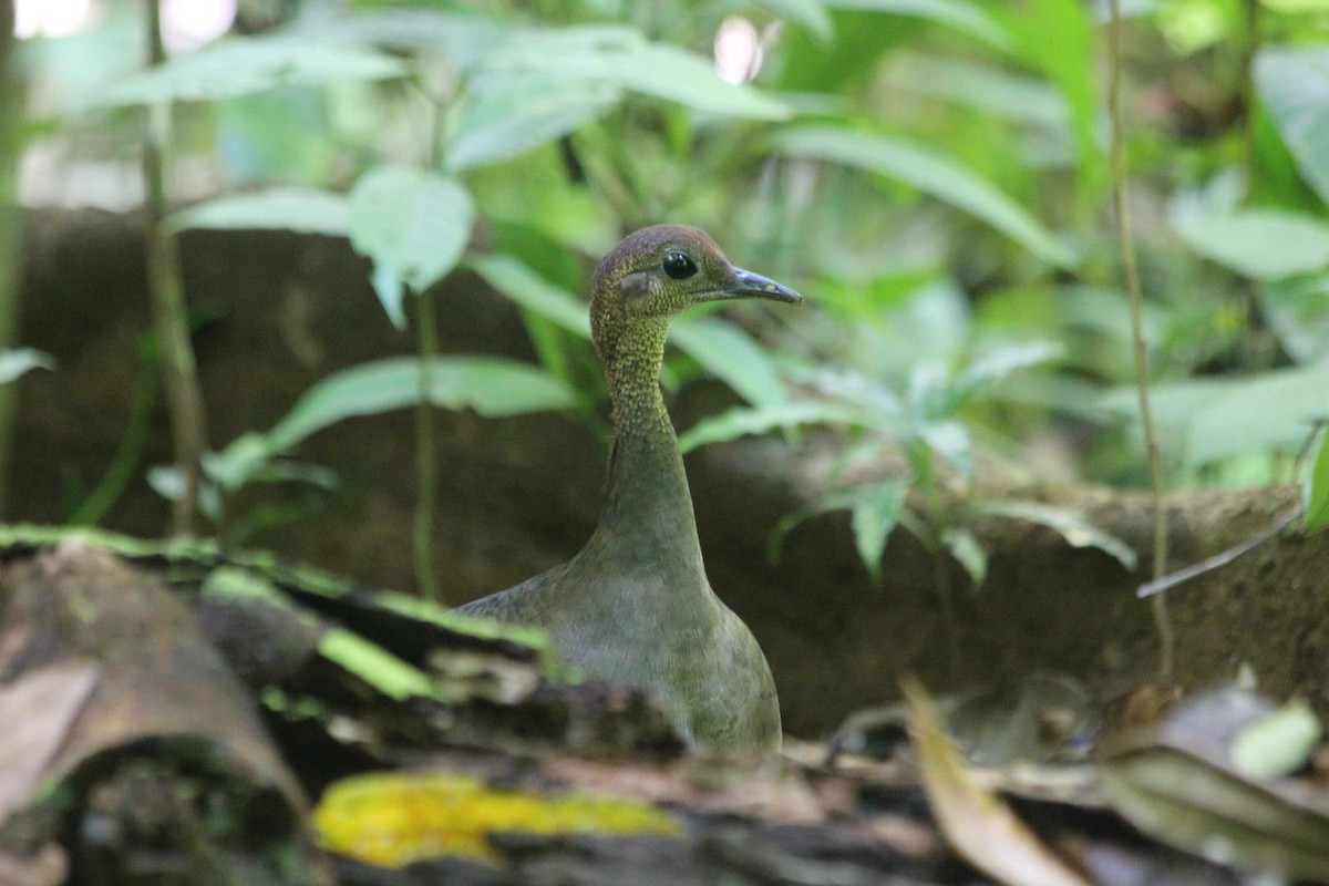 Great Tinamou - Ryan Candee