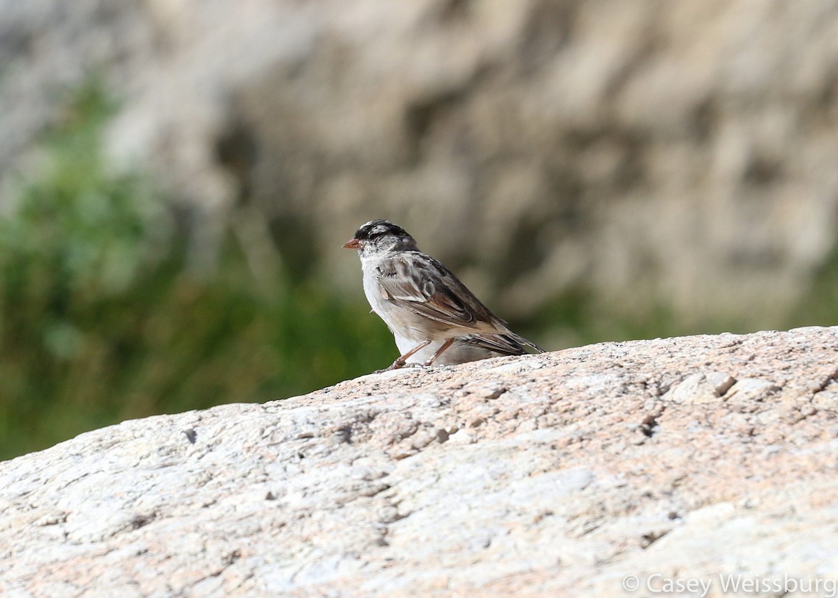 White-crowned Sparrow - ML137381531