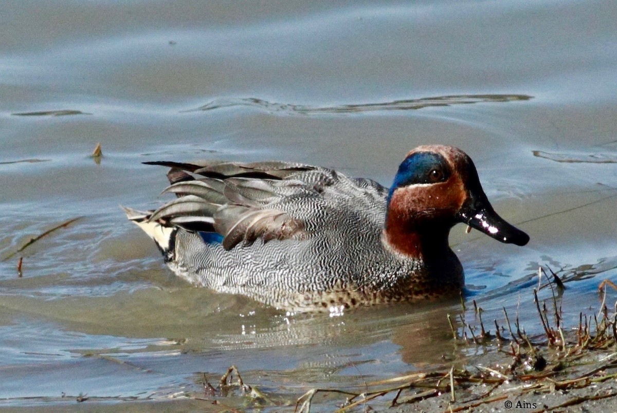 Green-winged Teal - Ains Priestman