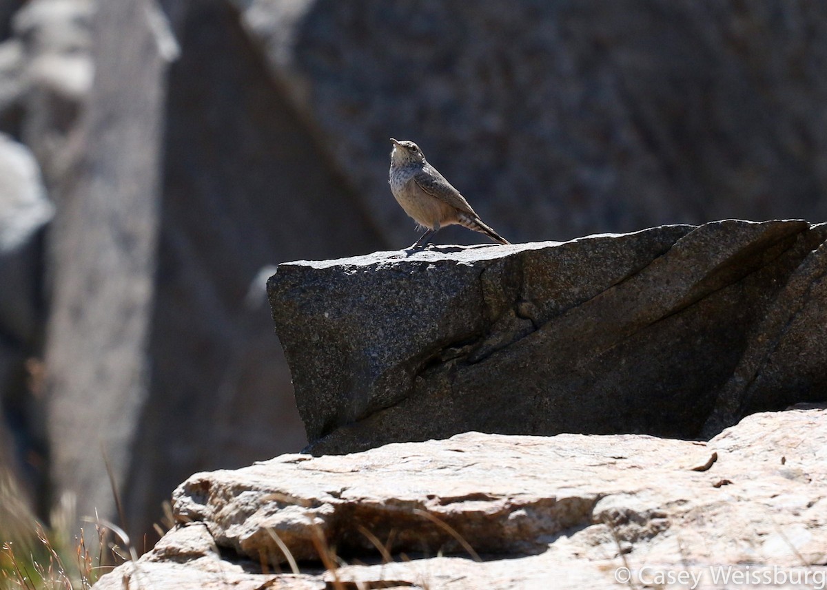 Troglodyte des rochers - ML137381651