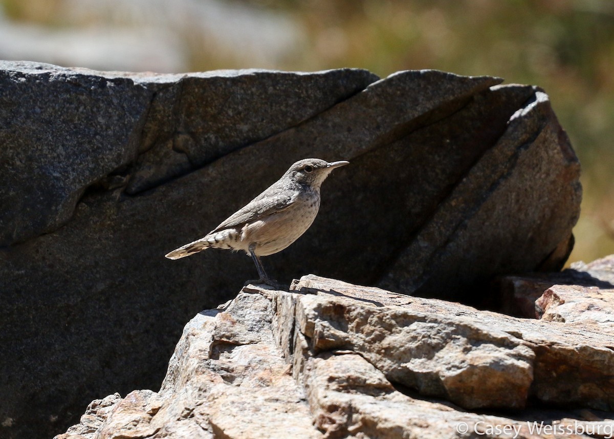 Troglodyte des rochers - ML137381671