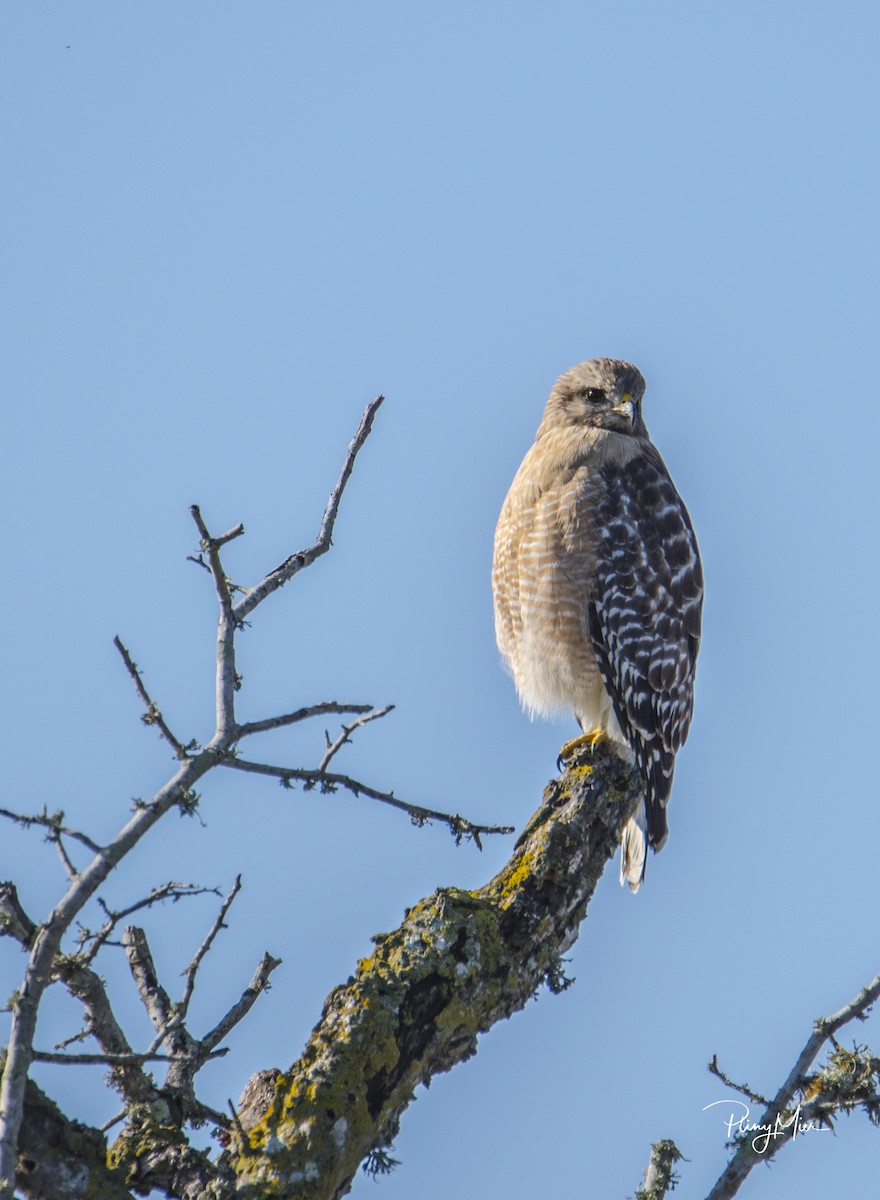 Red-shouldered Hawk - ML137381681