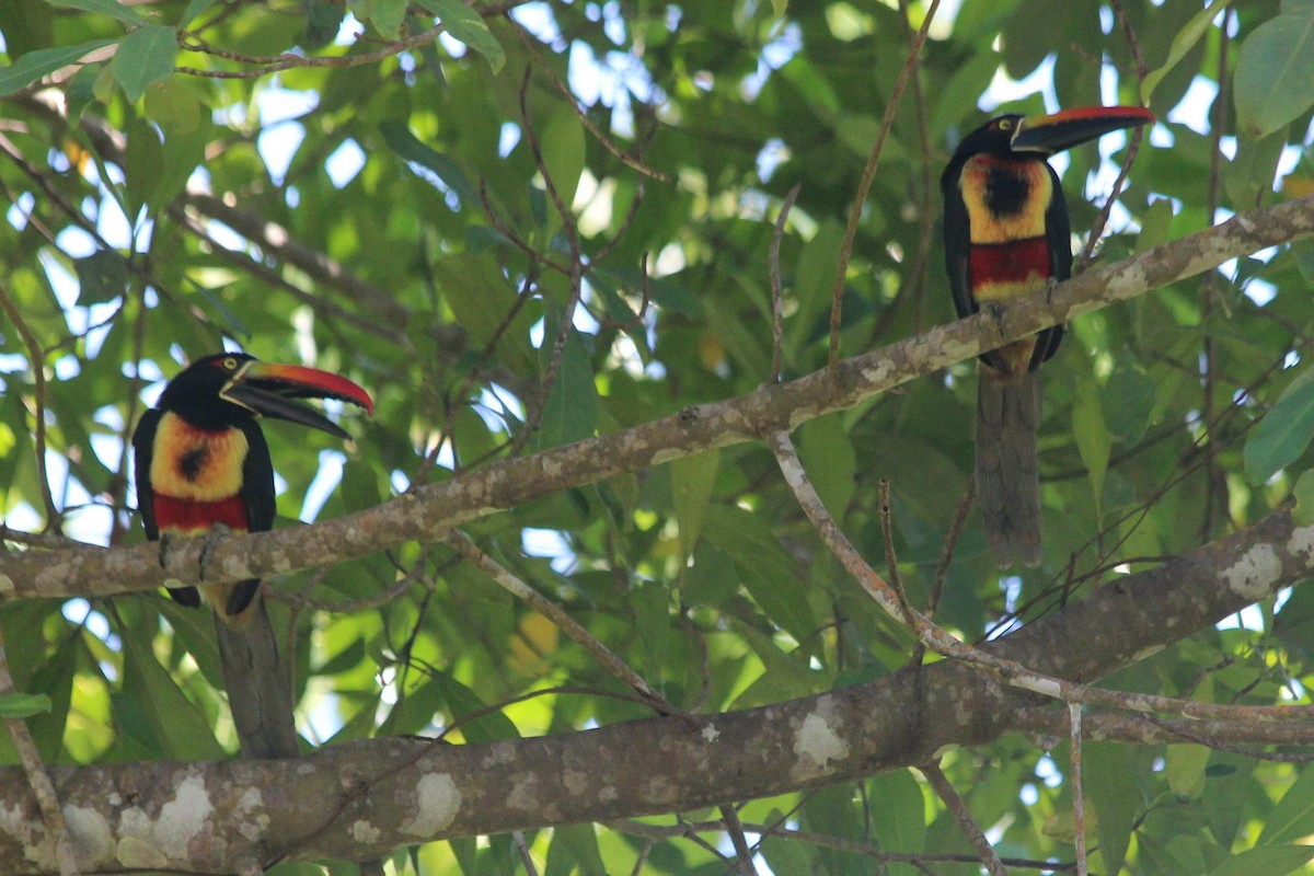 Fiery-billed Aracari - ML137381951