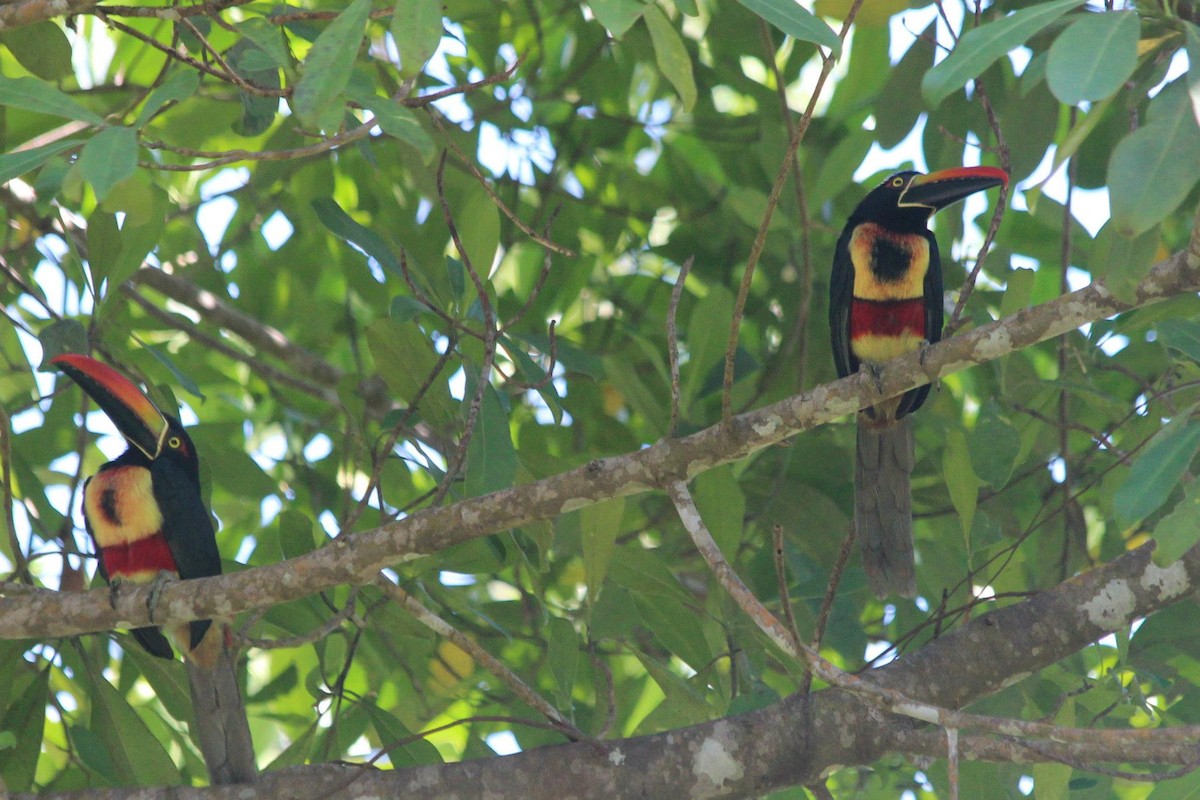 Fiery-billed Aracari - ML137381961