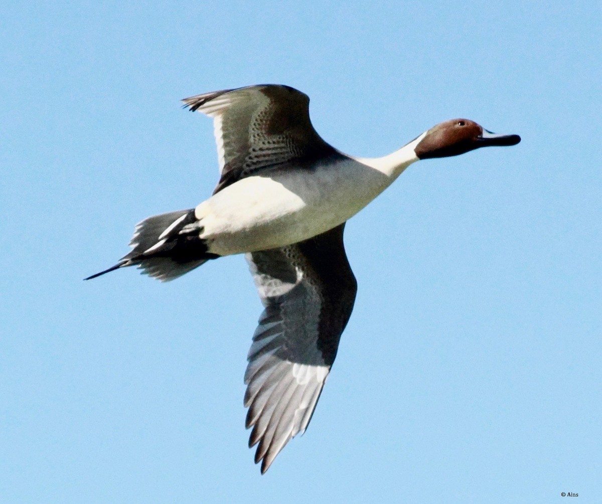 Northern Pintail - Ains Priestman