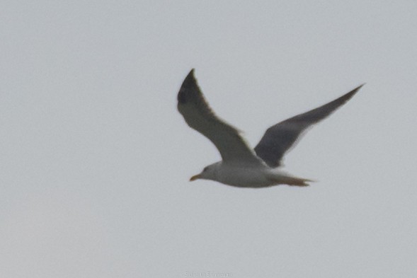 Lesser Black-backed Gull - ML137384891