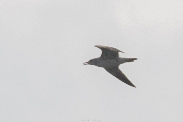 Gaviota Sombría - ML137384911