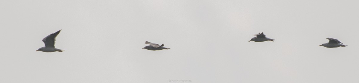 Lesser Black-backed Gull - ML137384921