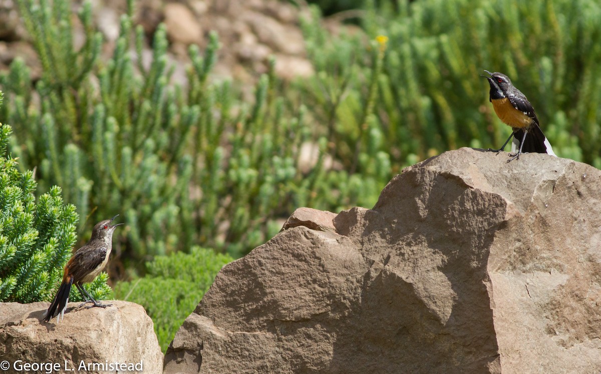 Drakensberg Rockjumper - ML137386301