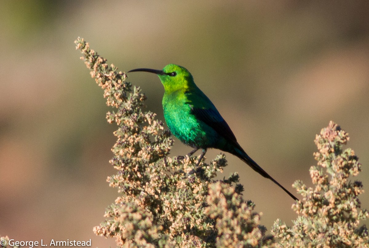 Malachite Sunbird - ML137386401