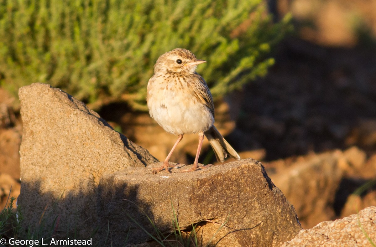 Mountain Pipit - ML137386431