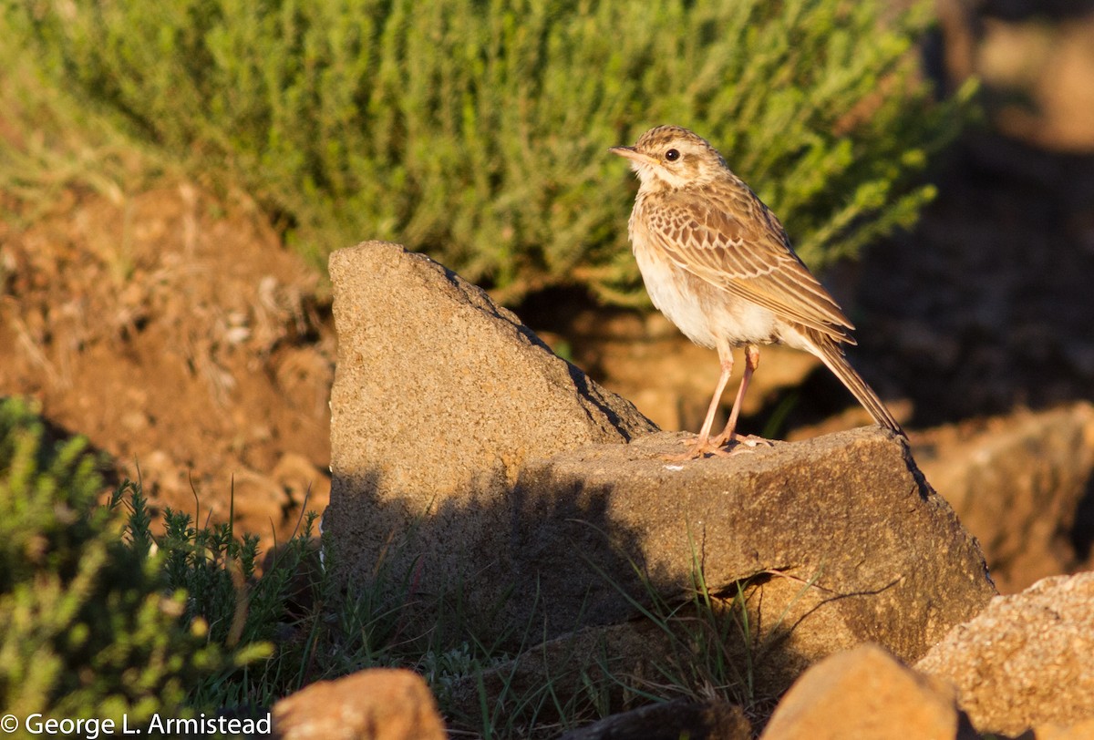 Mountain Pipit - ML137386461