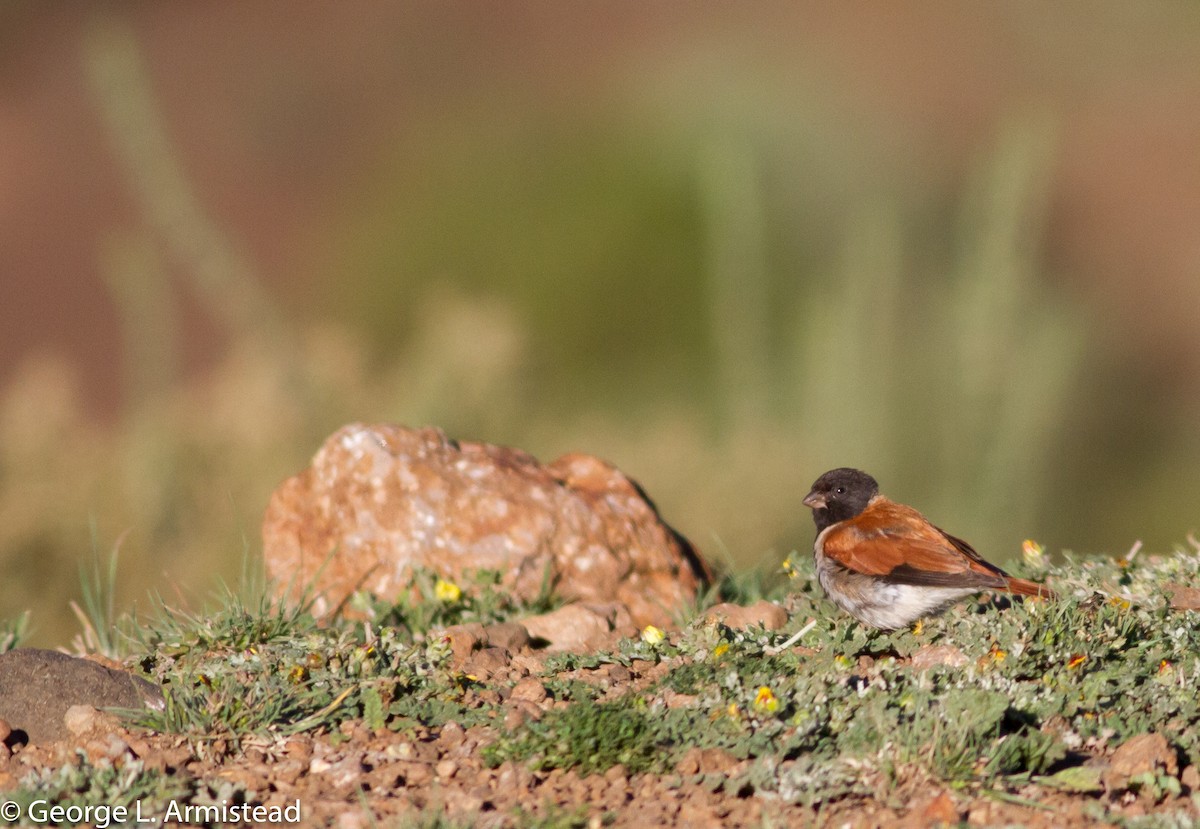 Black-headed Canary (Black-headed) - ML137386721