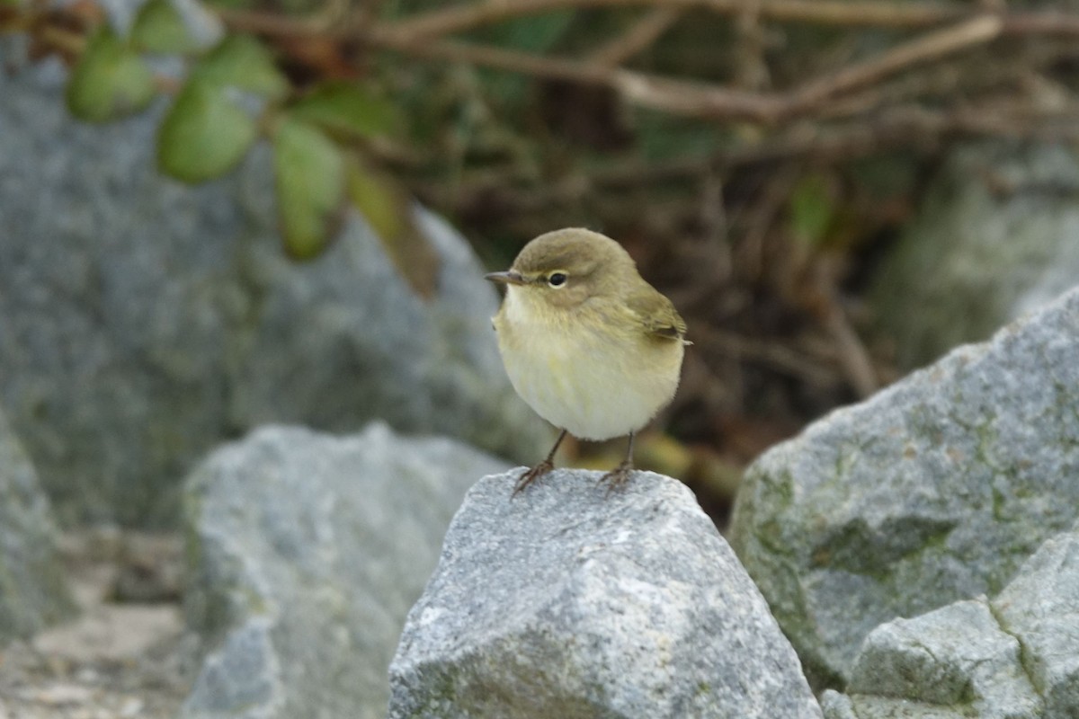 Mosquitero Común (grupo collybita) - ML137388391