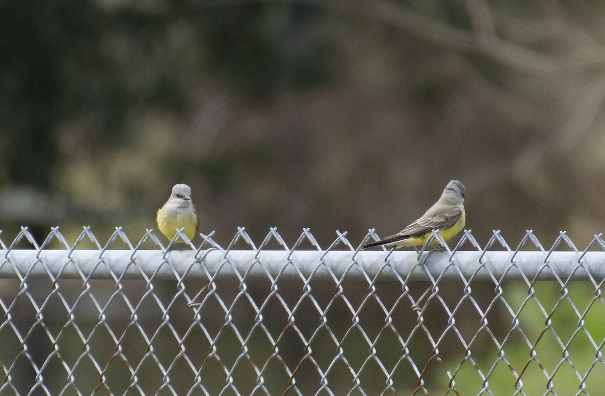 Western Kingbird - ML137388611