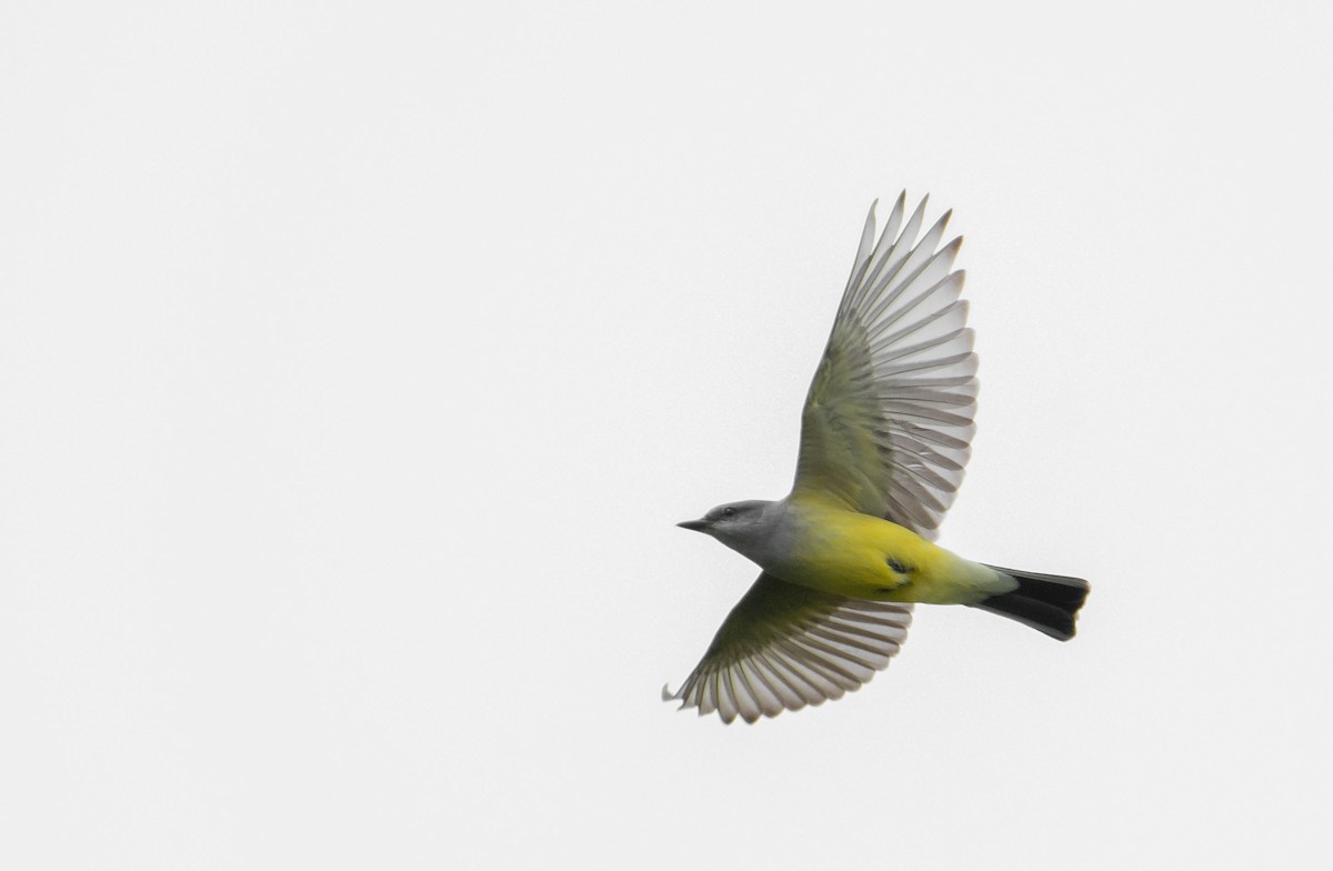 Western Kingbird - ML137388741