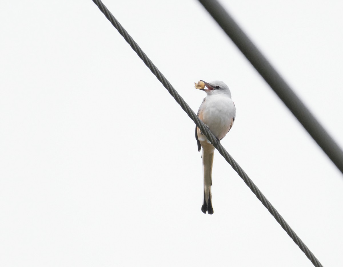 Scissor-tailed Flycatcher - ML137388751