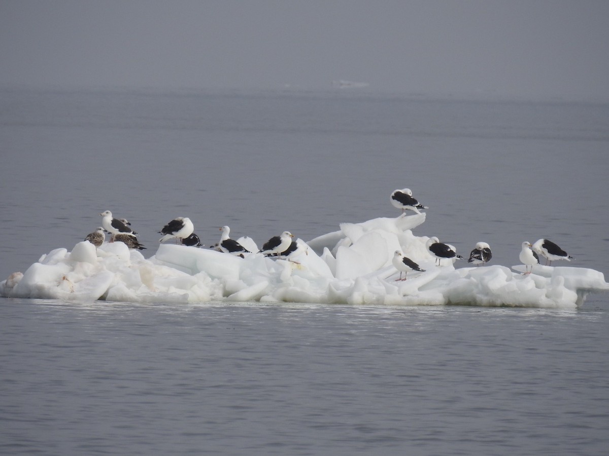 Great Black-backed Gull - Fred MacKenzie