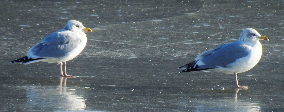 Gaviota Argéntea (americana) - ML137389861