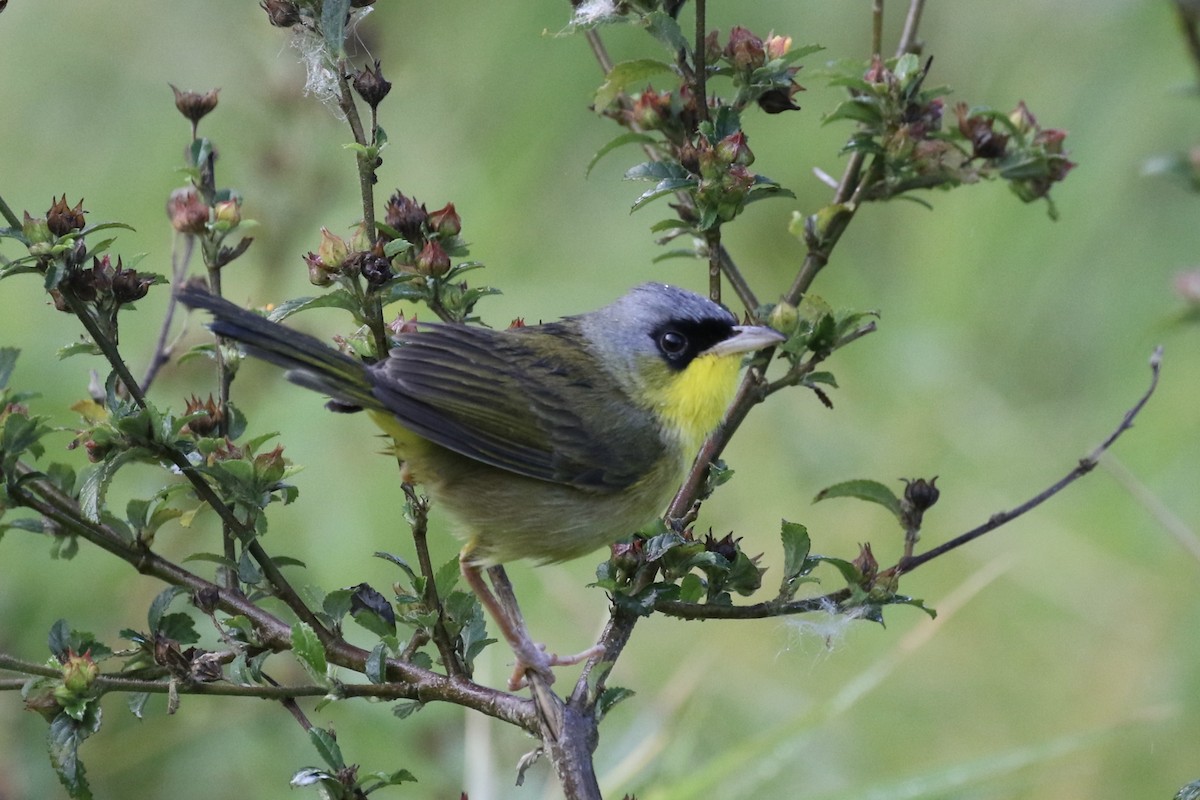 Gray-crowned Yellowthroat - ML137389881