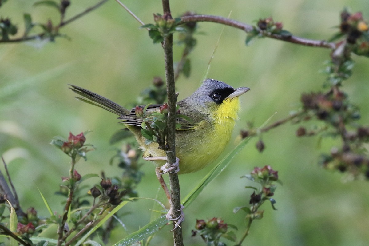 Gray-crowned Yellowthroat - ML137389901