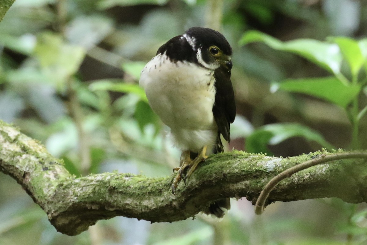 Collared Forest-Falcon - ML137390381