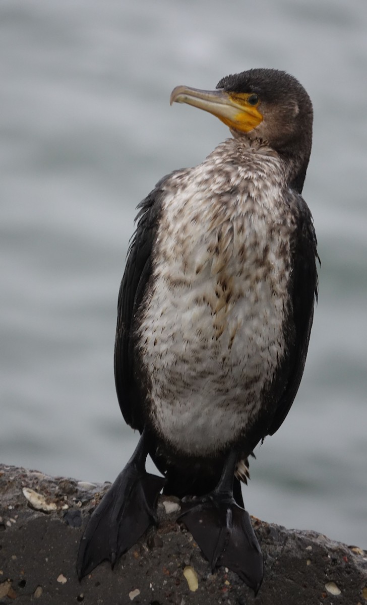 Great Cormorant - ML137391071