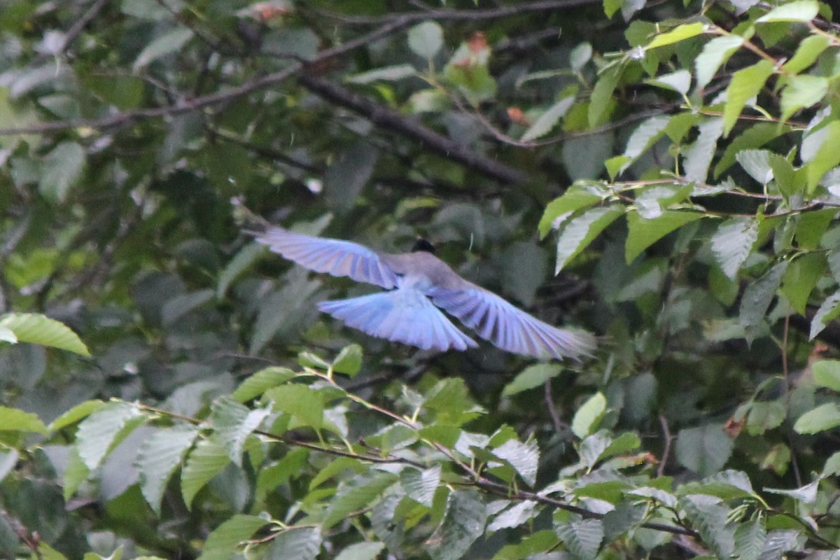 Steller's Jay (Coastal) - ML137391441