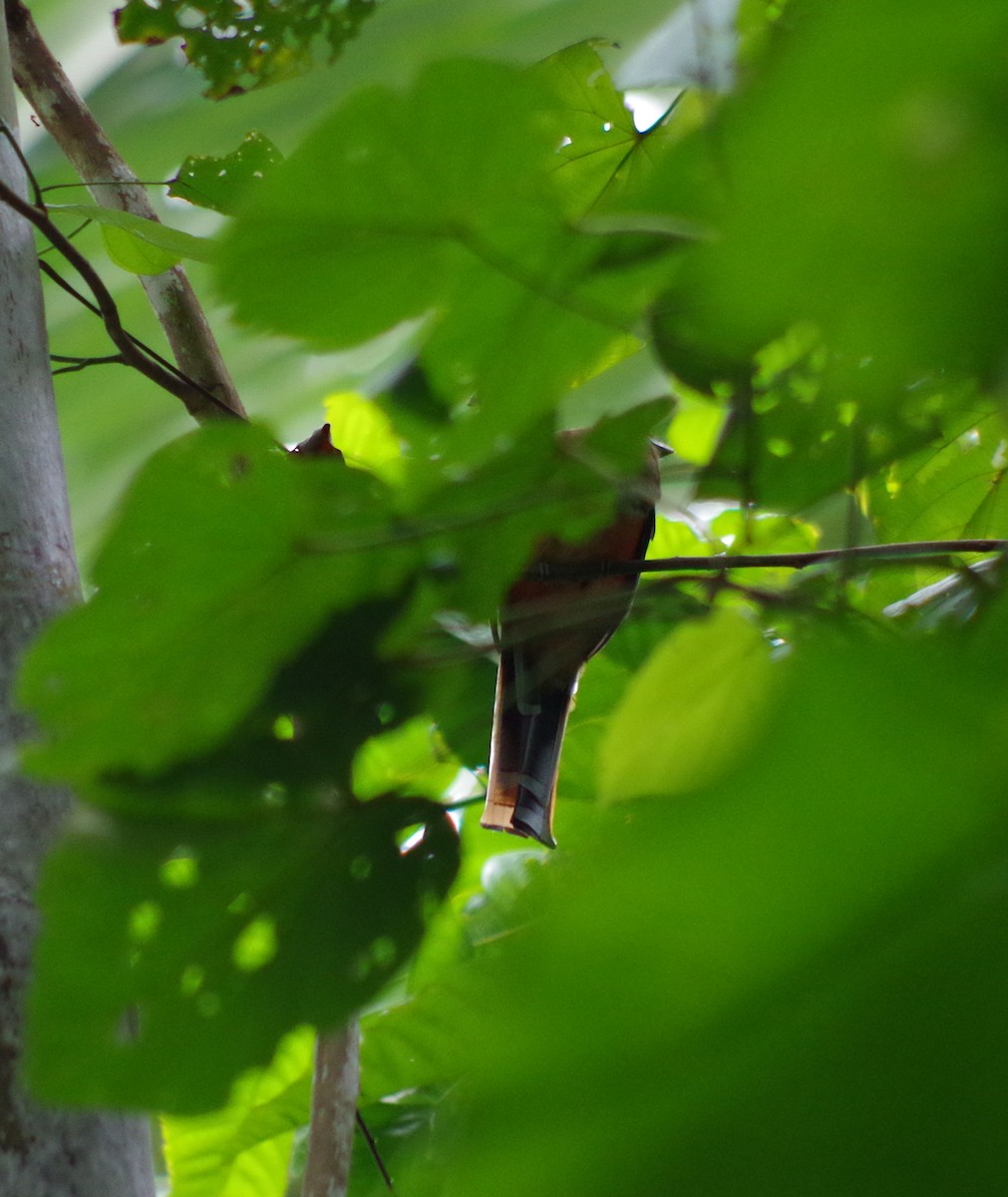 Collared Trogon - Simon Kiacz