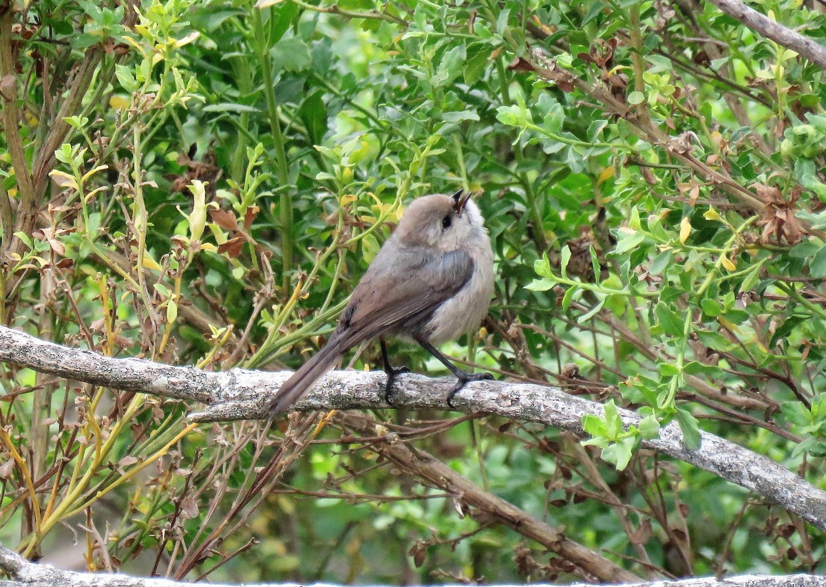 Bushtit - ML137393101