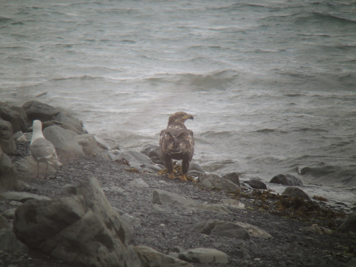 Bald Eagle - Robbin Knapp