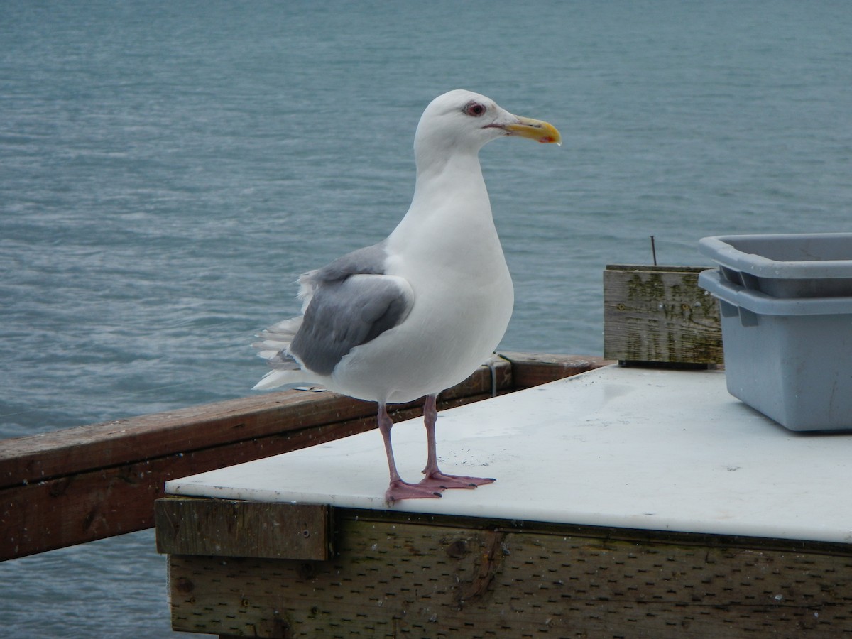 Glaucous-winged Gull - ML137393181