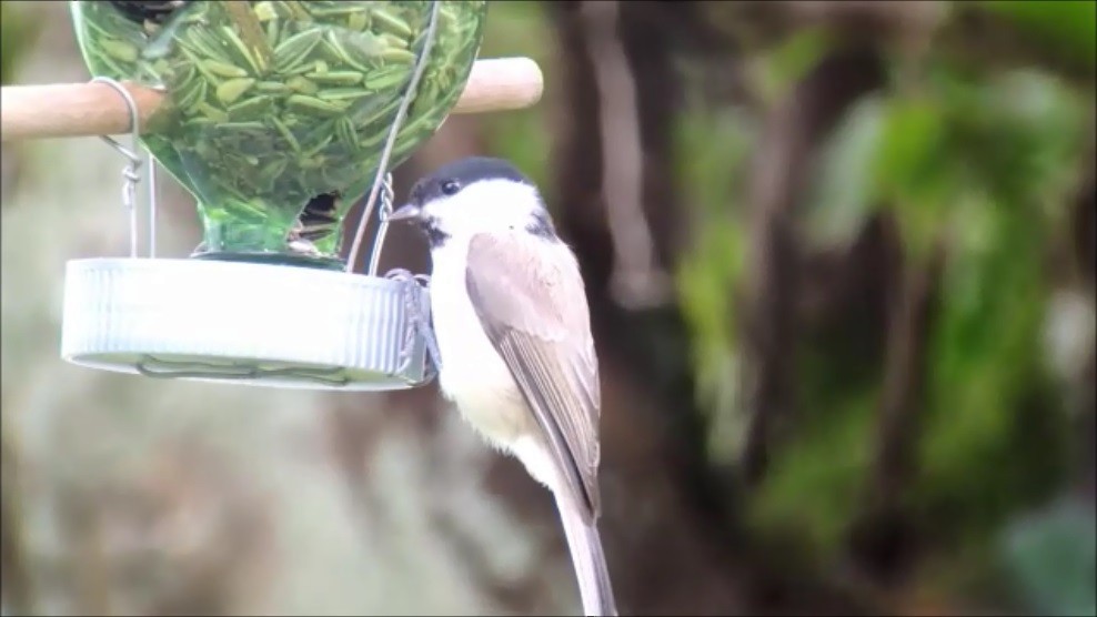 Marsh Tit - ML137393291