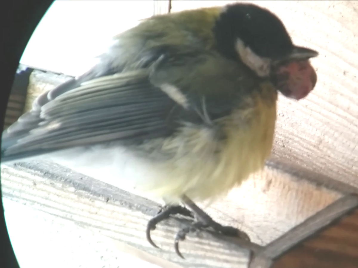 Great Tit - Robbin Knapp