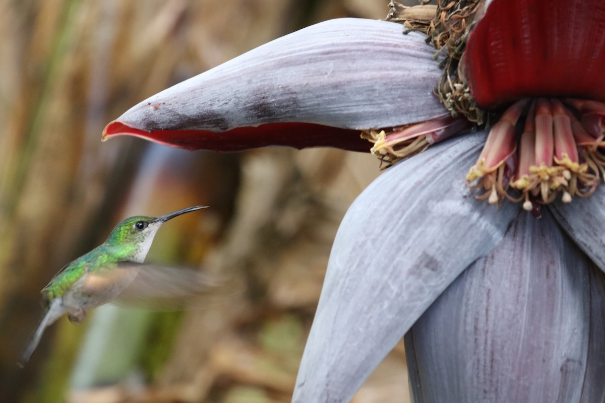 Stripe-tailed Hummingbird - Glen Chapman