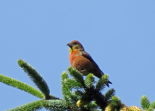 Bec-croisé des sapins - ML137394001