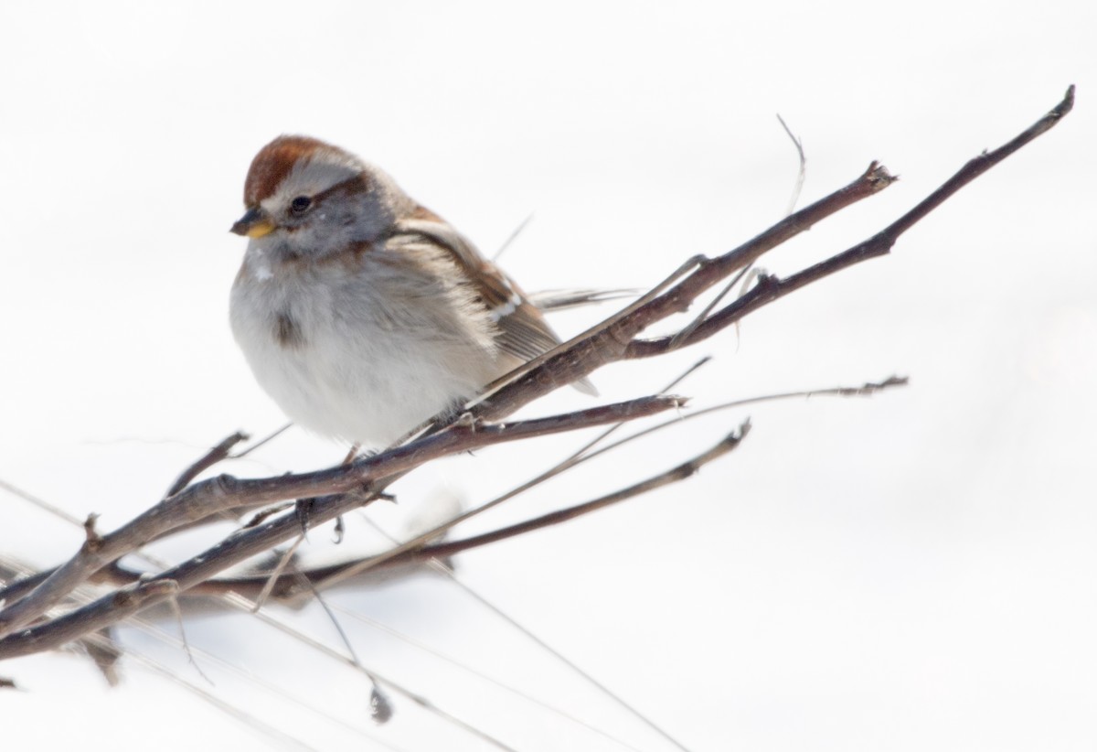 American Tree Sparrow - ML137394841