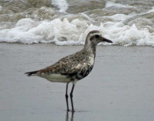 Black-bellied Plover - Jim Scott