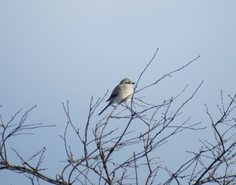 Northern Shrike - ML137397901