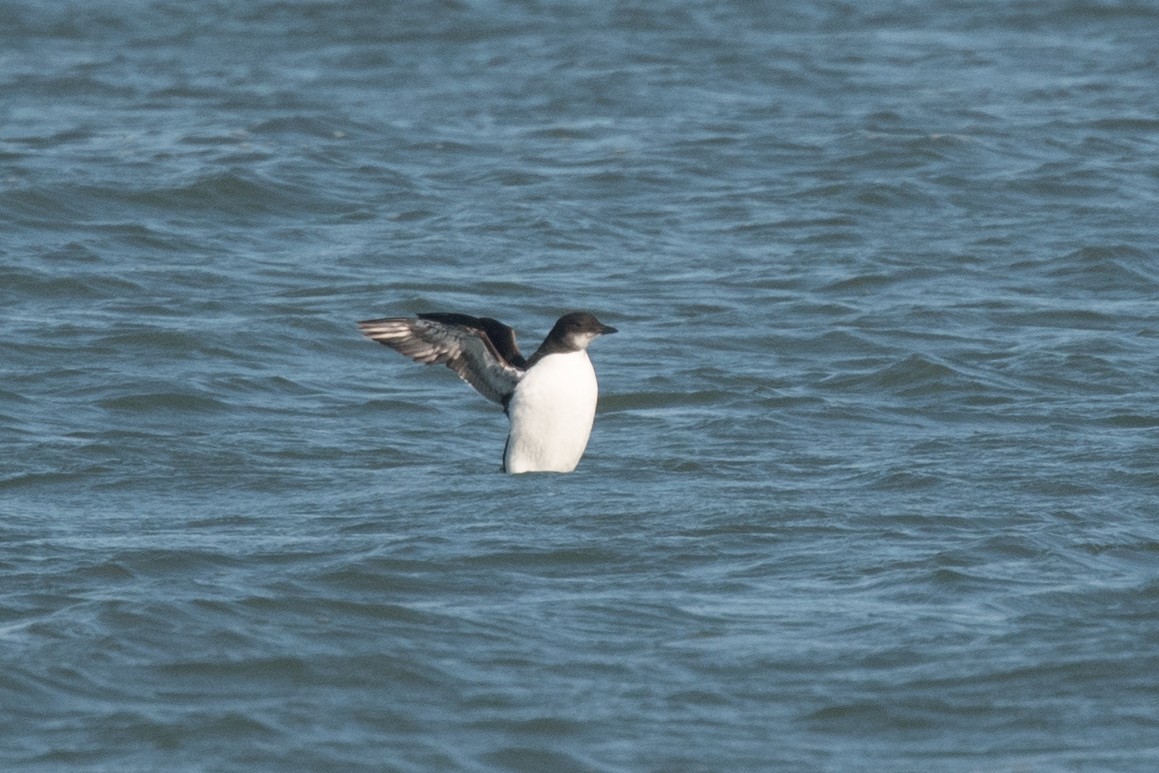 Thick-billed Murre - ML137399171