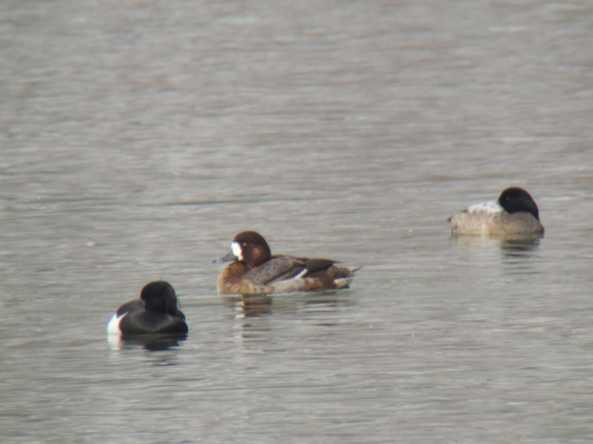 Greater Scaup - Robbin Knapp