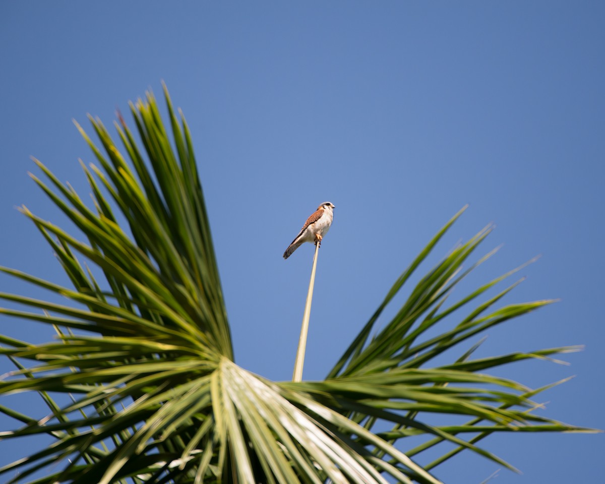 American Kestrel - ML137402481