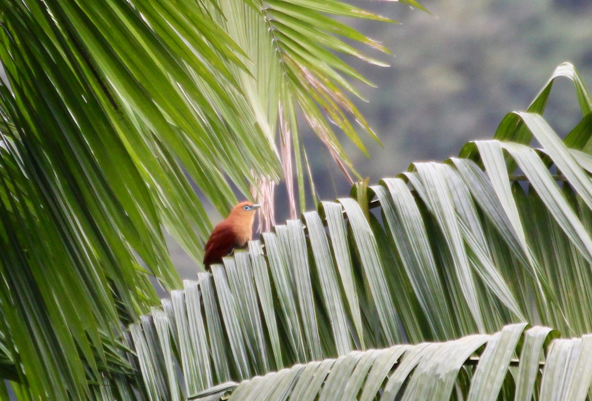 Raffles's Malkoha - Muhammad Iqbal