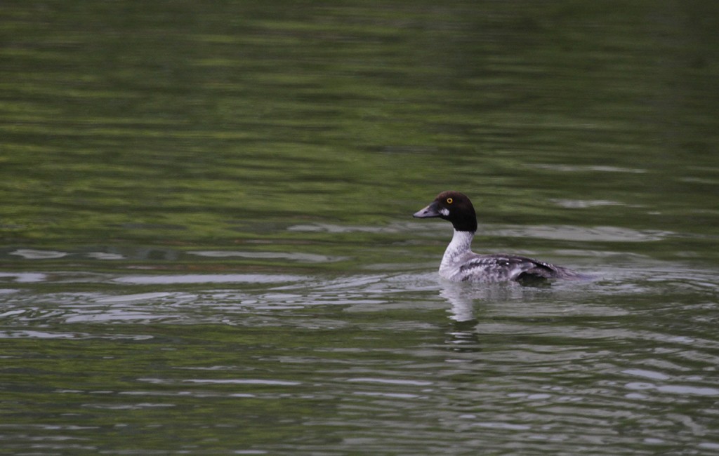 Common Goldeneye - ML137404231